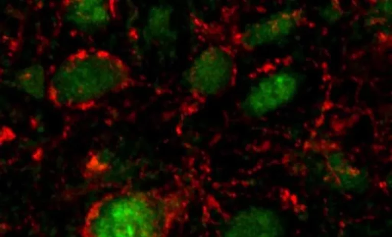 ¿Sabías que las bacterias de tu intestino te indican cuando debes parar de comer?