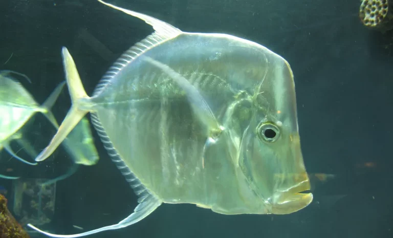 ¿Sabías que han descubierto cómo algunos peces consiguen volverse invisibles en el océano?