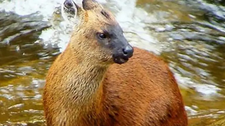 Descubren una nueva especie de ciervo enano en los Andes, la primera en 60 años