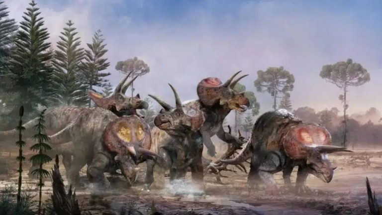 Spielberg tenía razón: el triceratops iba en manada