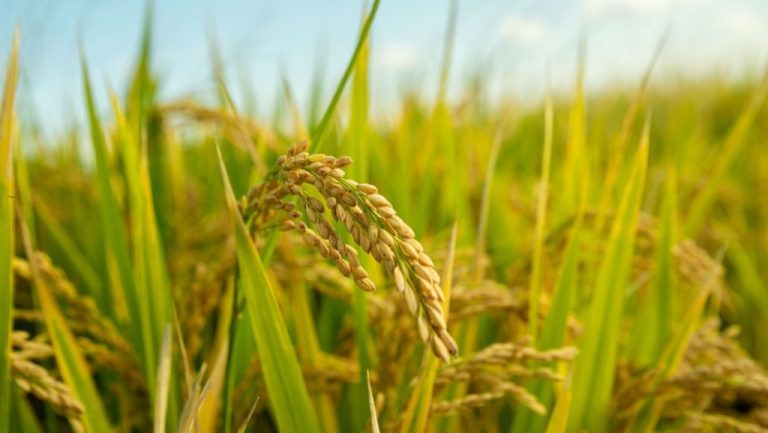 Unos científicos de China logran cultivar arroz en el desierto gracias a tecnologías de control ambiental