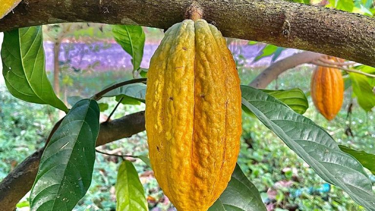 Un grupo de científicos descubre tres nuevas especies de cacao que podrían revolucionar la industria del chocolate