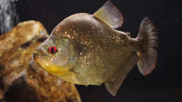 Descubren en Bolivia a la Serrasalmus magallanesi, una nueva especie de piraña que amplía la biodiversidad amazónica