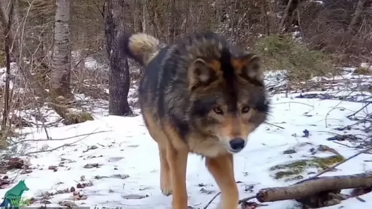 El espectacular animal visto en un bosque que desconcierta a los expertos: ¿Es un lobo, un perro o un híbrido?