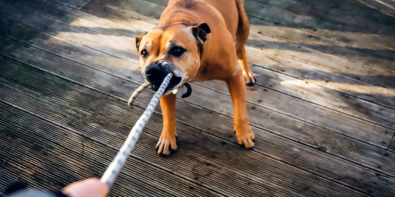 La hiperactividad y agresividad en perros pueden tener la misma causa, y tiene solución